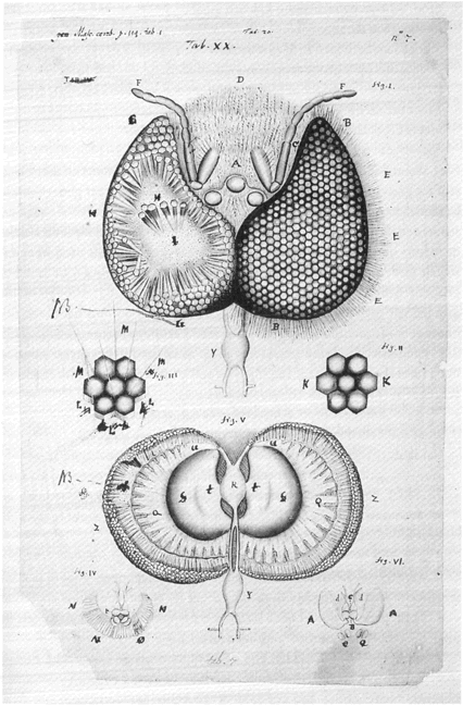 illustratie