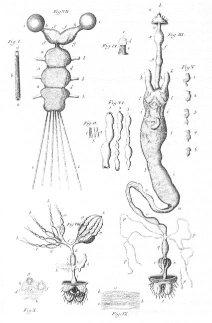 illustratie