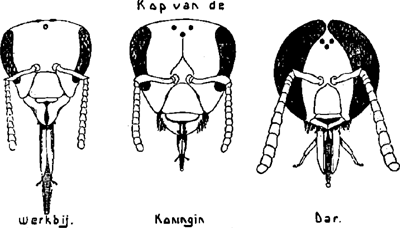 illustratie