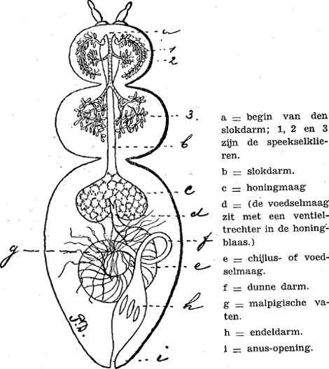 illustratie