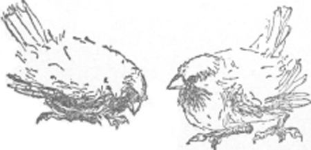 illustratie