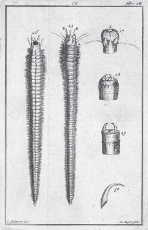 illustratie