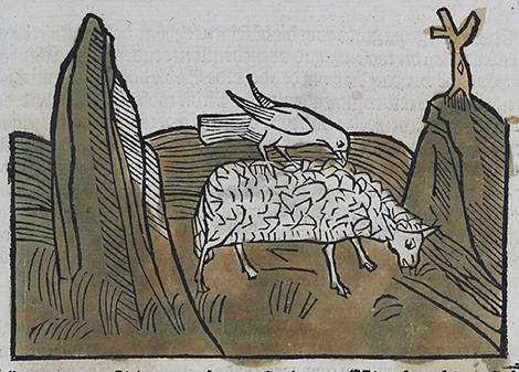 illustratie