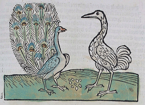 illustratie