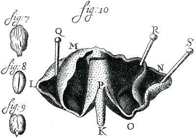 illustratie