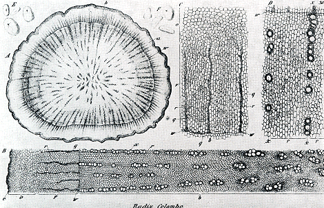 illustratie