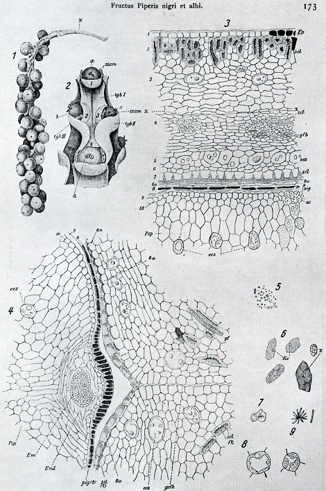 illustratie