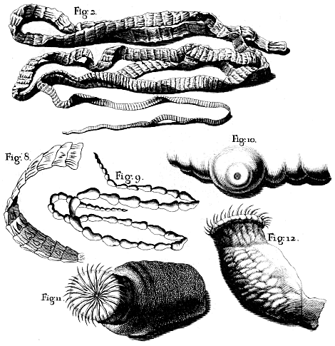 illustratie