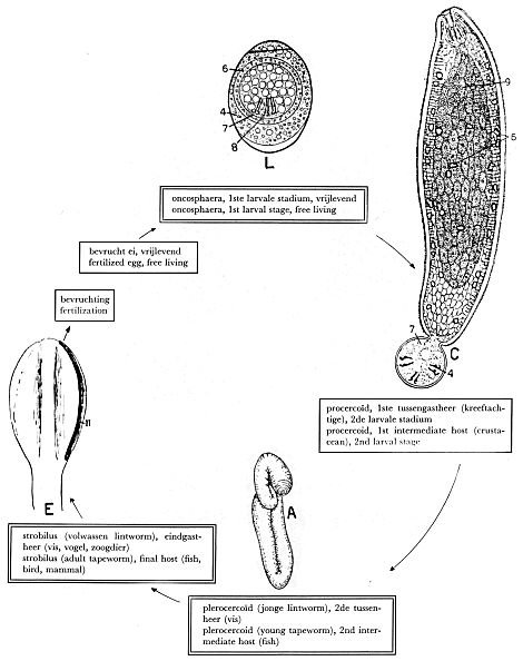 illustratie