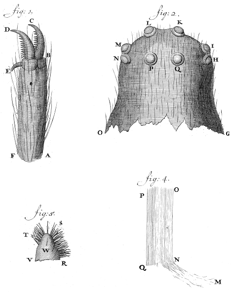 illustratie