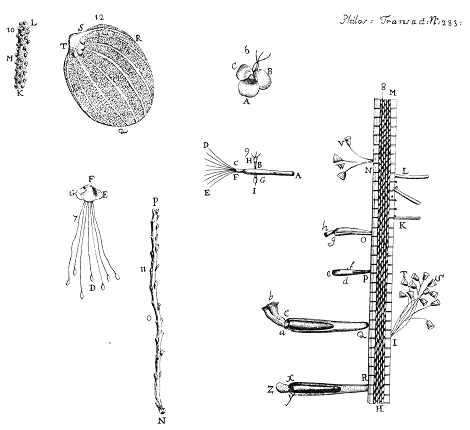 illustratie