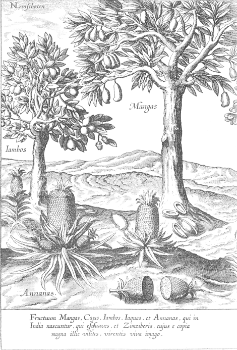 illustratie
