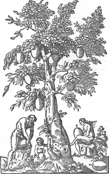 illustratie