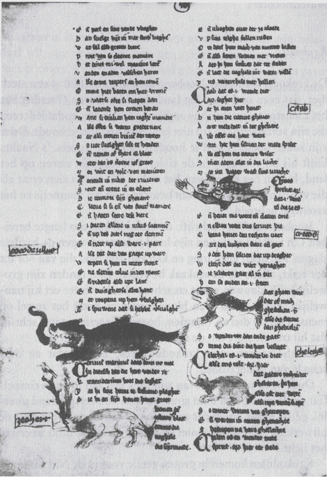 illustratie