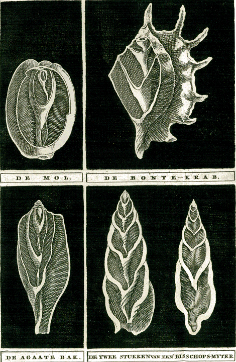 illustratie