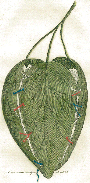 illustratie