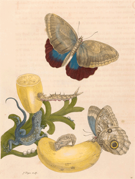 illustratie