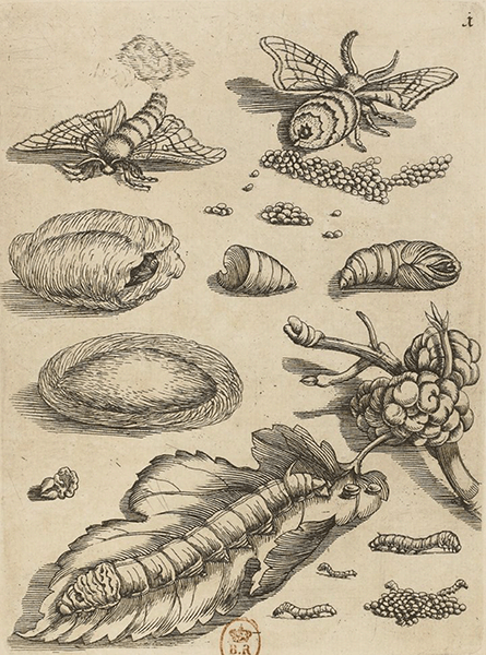 illustratie