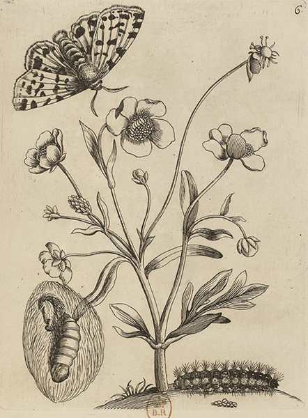 illustratie