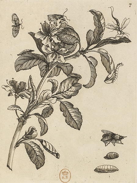 illustratie