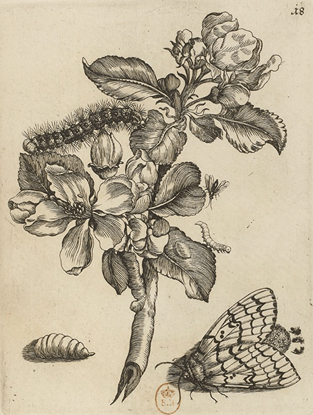 illustratie