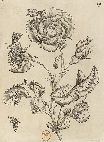 illustratie