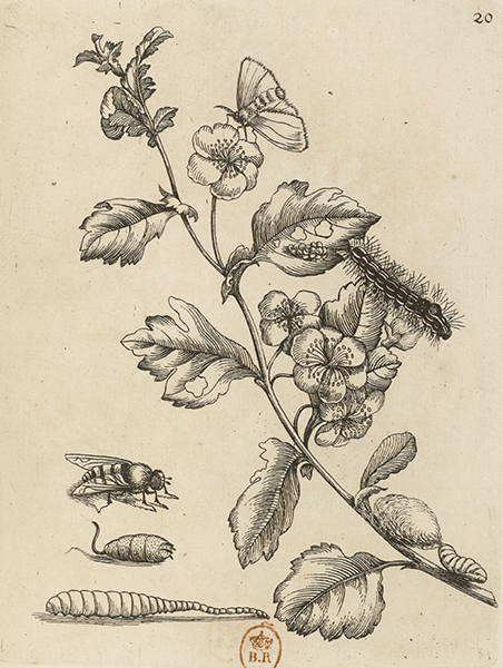 illustratie