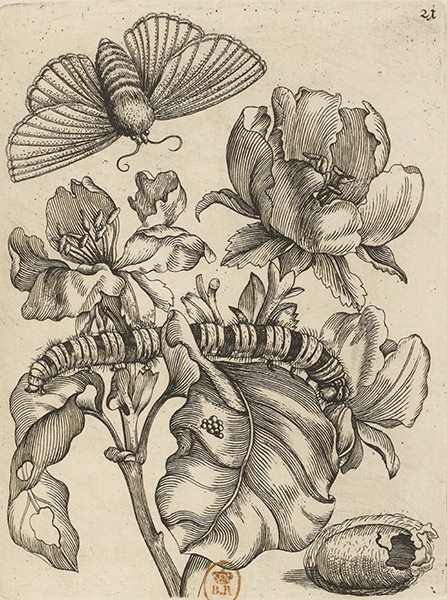 illustratie