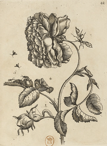 illustratie
