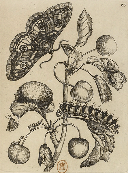 illustratie