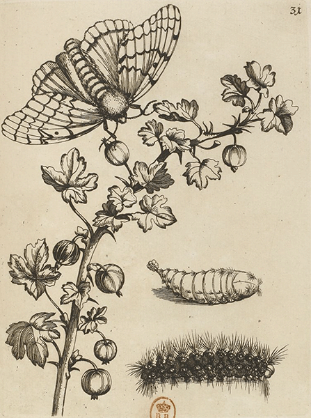 illustratie