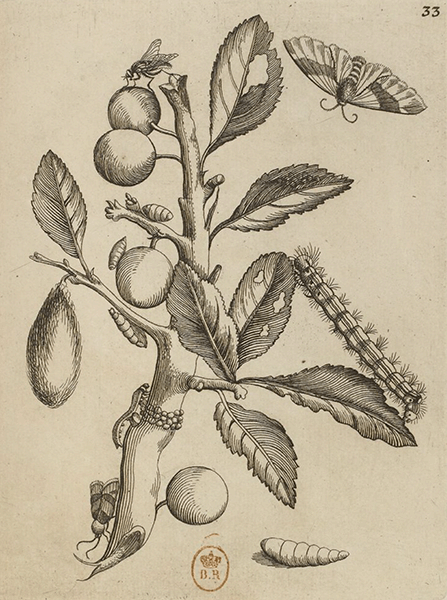 illustratie