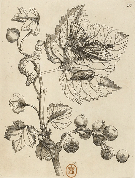 illustratie