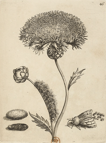 illustratie