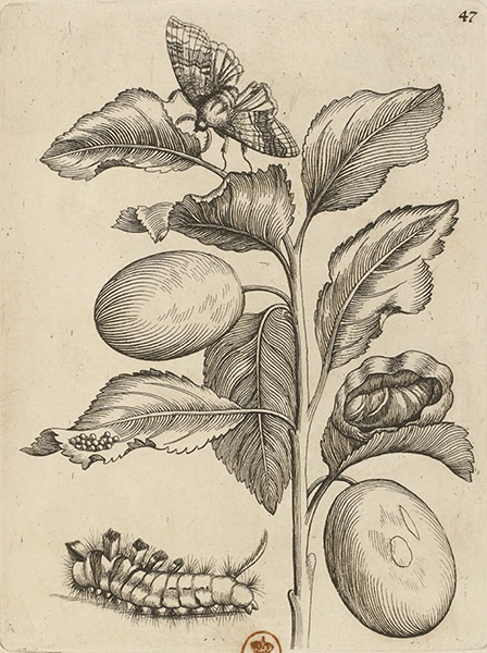 illustratie