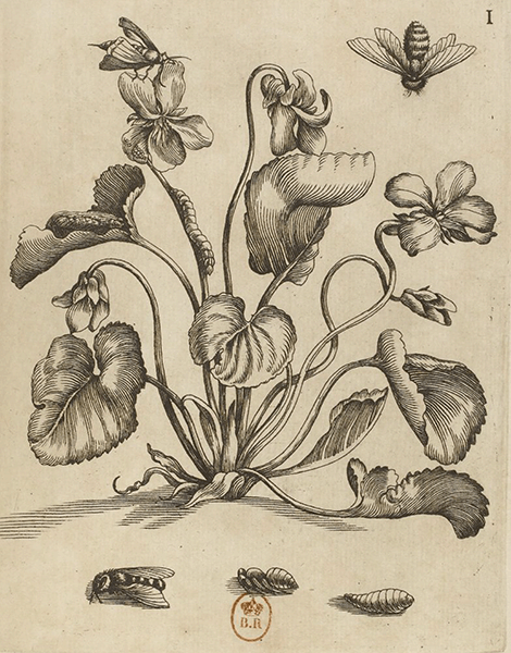 illustratie