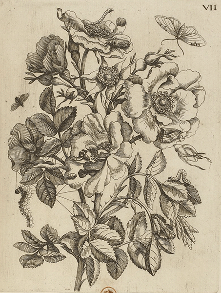 illustratie