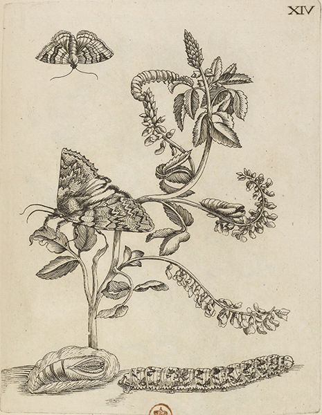 illustratie