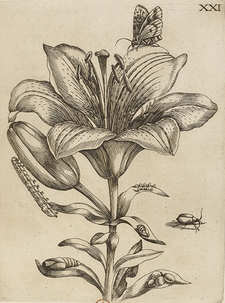 illustratie