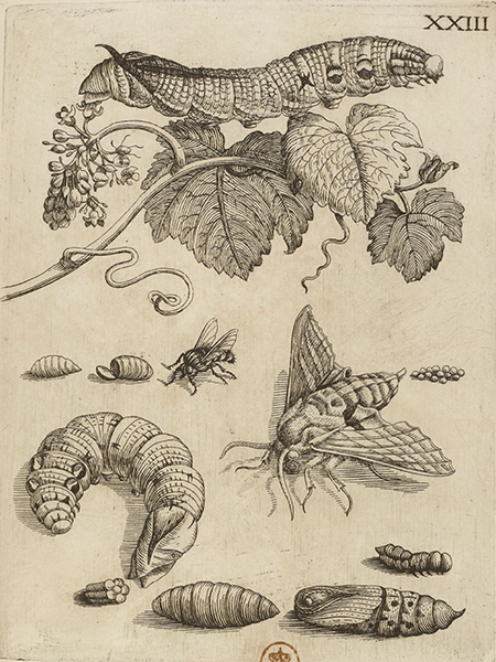 illustratie
