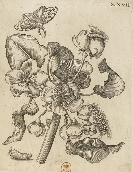 illustratie