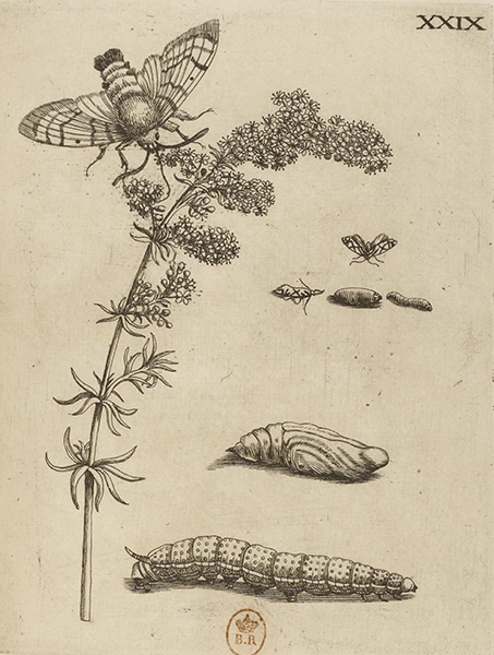 illustratie