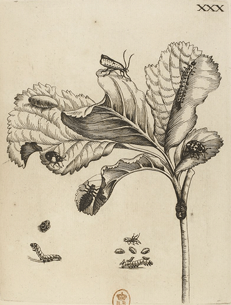 illustratie