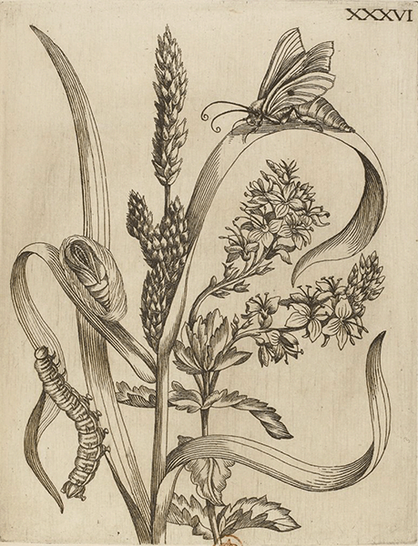 illustratie