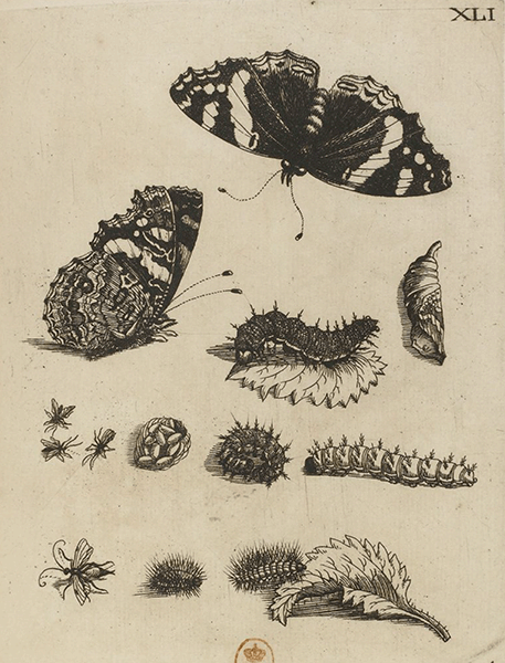 illustratie