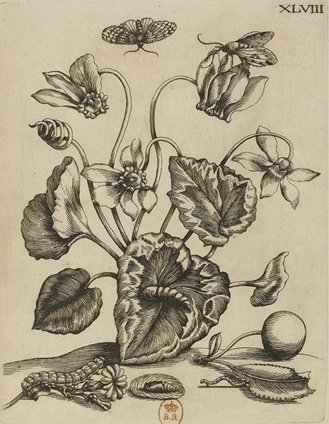 illustratie