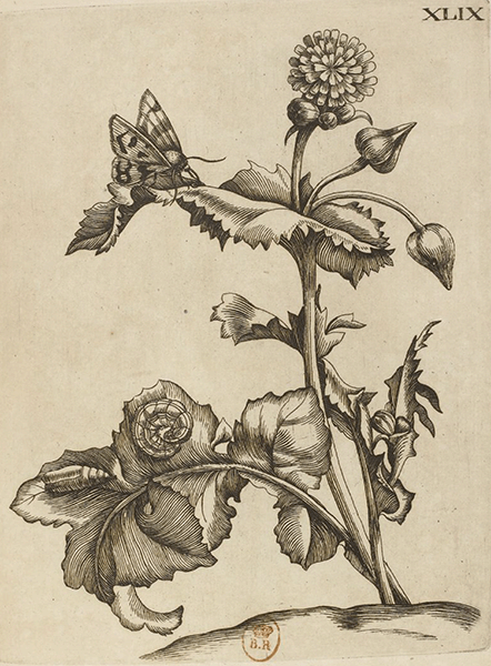 illustratie