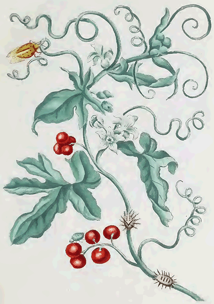 illustratie