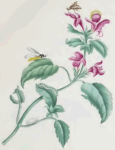 illustratie