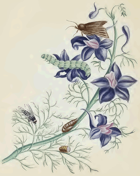 illustratie